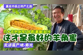 走进原产地寿光，羊角蜜有两个品种金玉和博洋6号，金玉更受欢迎