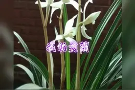 兰花有毒，千万别养兰花，我是认真的视频封面