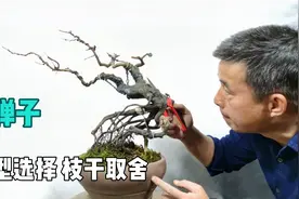 可多种造型的金弹子定一个这样的型是否合适视频封面