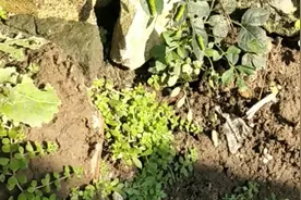就在10.1当天，花千古之糖宝 原型在唐山惊现      千年古虫视频封面