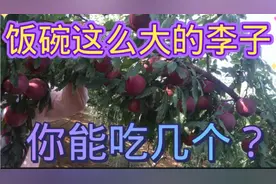 亩产量5000斤睌熟大果型李子，果重3至4两丰产脆甜种植户看过来！
