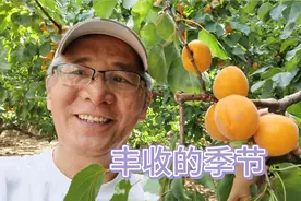 郑州郊区香蜜杏采摘园，香蜜杏，八达杏成熟了，今天和朋友一起摘