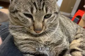 第一次养猫没什么经验！为什么肚子上长痘痘？为什么肚子长蓝毛🤣视频封面