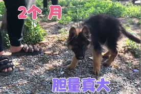 实拍狗市：今天的德牧真多，这条中长毛德牧一眼看中，直接拿下