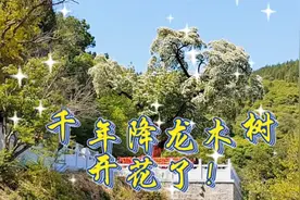 济南全国唯一的千年古树——降龙木树开花了！花开如雪圣洁美丽。视频封面