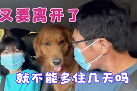 四眼蚂蚱与大金毛：目送小主人离开，大金毛满眼尽是不舍视频封面