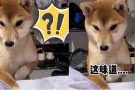 当第一次吃到榴莲，狗狗内心充满疑惑：上次吃你不是还打我吗？视频封面