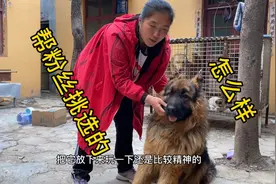 体重80肩高65的长毛德牧，爆发力十足一个人很难拽住，你爱了吗？