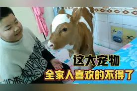 早产小牛被照顾的像小孩，屋里随意进出，成了全家人的宠物