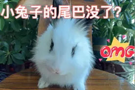 可爱小兔子尾巴没了？到底怎么回事？视频封面