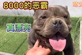 8000的精品恶霸，落户四川成都，这小狗真是太漂亮啦视频封面