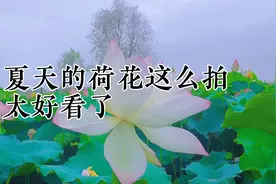 教大家几个小技巧拍摄夏天的荷花#荷花#手机摄影视频封面