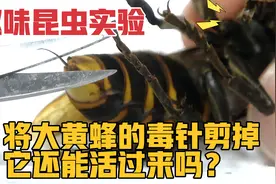 趣味昆虫实验，将大黄蜂的毒针剪掉，它还能活吗？视频封面