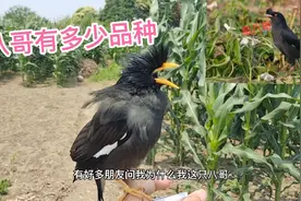 林八哥，和黑八哥有什么区别，进来听听小伙怎么说的，视频封面