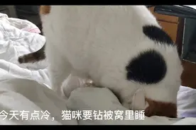 天冷了，猫咪撅着屁股钻被窝，蛮劲大的很，不达目的决不罢休。视频封面