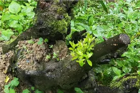 金弹子，黑茶子，学名与方言的碰撞视频封面