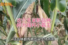这个玉米新品种，被称为矮秆小霸王，抗倒抗病又高产视频封面