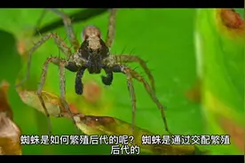 蜘蛛是如何繁殖后代的呢？