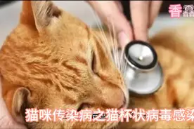 猫咪传染病之猫杯状病毒感染知识分享视频封面