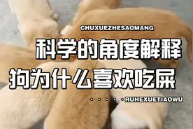 狗为什么喜欢吃屎？原因竟然是这样…….