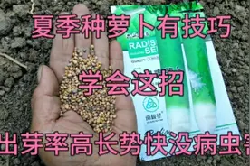 夏季种萝卜，学会这招，萝卜三天出芽没病虫，个头大不畸形口感好视频封面