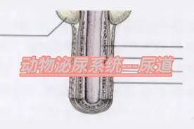 每天一块小芝士---动物泌尿系统---尿道视频封面