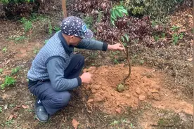 专业老师傅教你如何种植荔枝苗成活大大提高，想学的赶快收藏起来视频封面