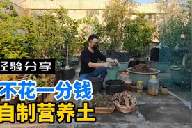 教你用最简单材料来制作营养土，不花一分钱，土越用越肥沃！视频封面