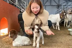 新生两只耗子般大的小羊羔，你们见过吗？生命力顽强又好笑