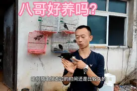 八哥好养还是鹩哥好养，这个问题，今天揭晓答案视频封面