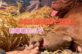 比特犬出生第一天晚上就到处爬 总是不见踪影 粉嘟嘟的爪子好可爱视频封面