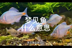 解梦，梦见鱼是什么意思视频封面