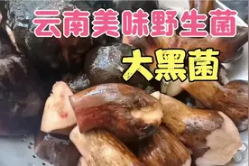 云南这种叫大黑菌的野生菌，做法很简单，味道真的太板扎啦！