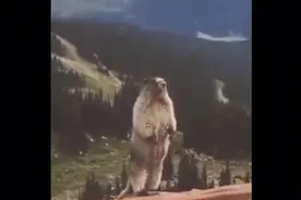 啊……要成精动物。