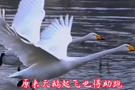 原来天鹅起飞也得助跑视频封面