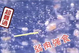 中国斗鱼的生存规则，抢食受伤了游不起来还要被大一点的鱼咬～～视频封面