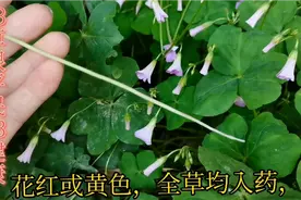 酢浆草药用功效：清热利湿，凉血散瘀，解毒消肿，治淋证，黄疸等视频封面