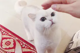 猫咪走哪都跟着主人，就连上厕所也要守着，喵：别想甩开我