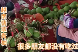 广西引进新品种柚子，叫翡翠青柚，果脆爽肉多汁，你吃过了吗视频封面