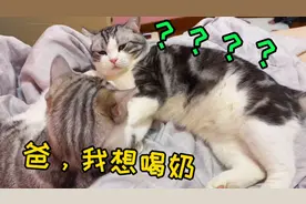 没眼看！猫妈不给吸奶，小奶猫只能趁猫爸睡觉，嘬他的奶头！视频封面