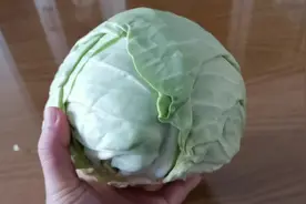 大健康食品，包菜的功效与作用，圆白菜健康绿色食品，包心菜美食