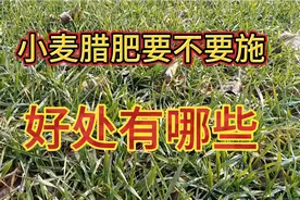 腊月给小麦追肥好出有多少？了解下面几点好出，现在追你都嫌晚视频封面