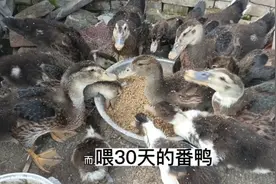 30天的鸭子长得真快差不多有四斤了，全程喂米糠长大60天能长10斤