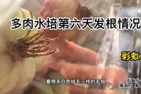 水培多肉生根速度太快了，薄叶蓝鸟也能养成这个色视频封面