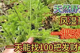 农村路边野生“风湿草”，经济价值高，一天找个100把也发财视频封面