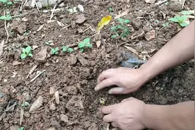 四川远嫁到河南，老常网上买的人参苗和种子，看在河南能种植成功视频封面