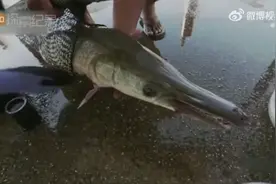 史前动物  淡水杀手———鳄雀鳝视频封面