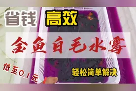 金鱼白毛水霉病省钱高效，轻松简单的解决方法视频封面