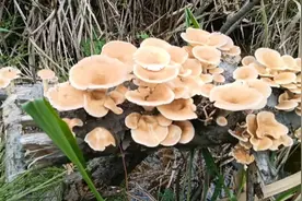 木头长有好多野生菌，不知道能不能吃的，感觉很熟悉大家有知道不视频封面