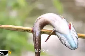 小伙自制简易捕鱼神器 在小溪边捕鱼 一天鱼获就能卖三百多块钱视频封面